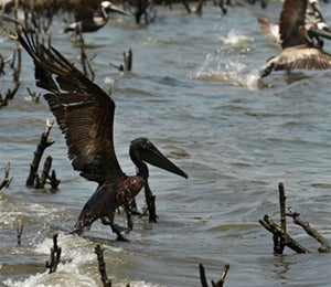 10 Things You Should Know About the Gulf Oil Spill