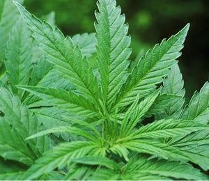 NAACP Backs Legalization  of Marijuana Use