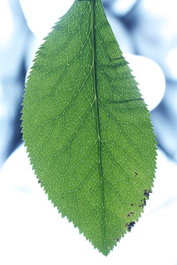 New York Fashion Week Spring '15: Designer Inspiration