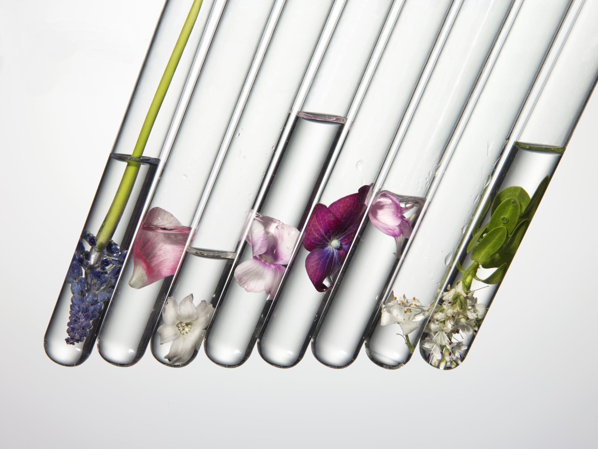 Must-Haves for the Vegan Beauty Girl