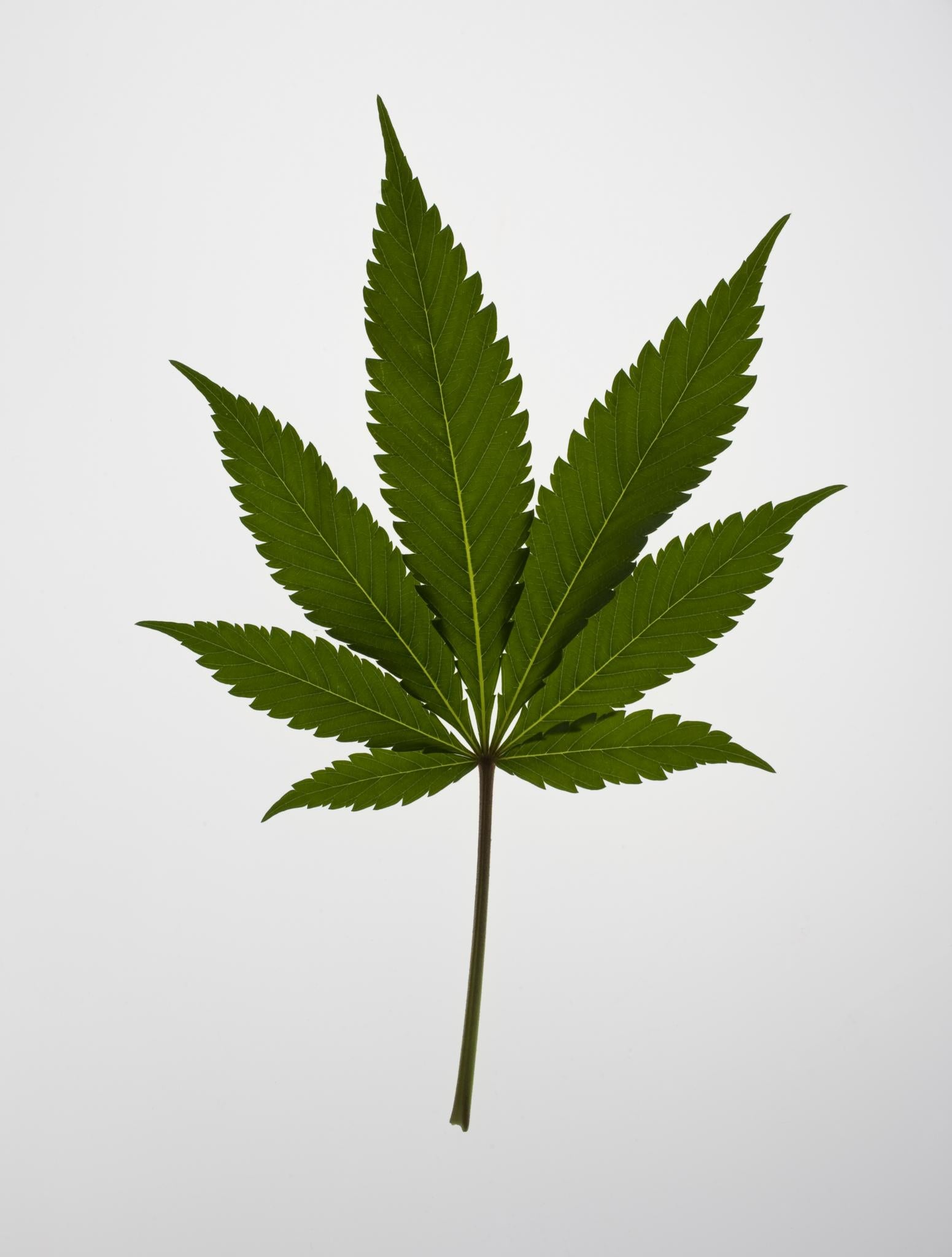 Do You Support Legalizing Marijuana?