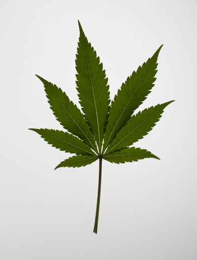 ESSENCE Poll: Do You Support Legalizing Marijuana?