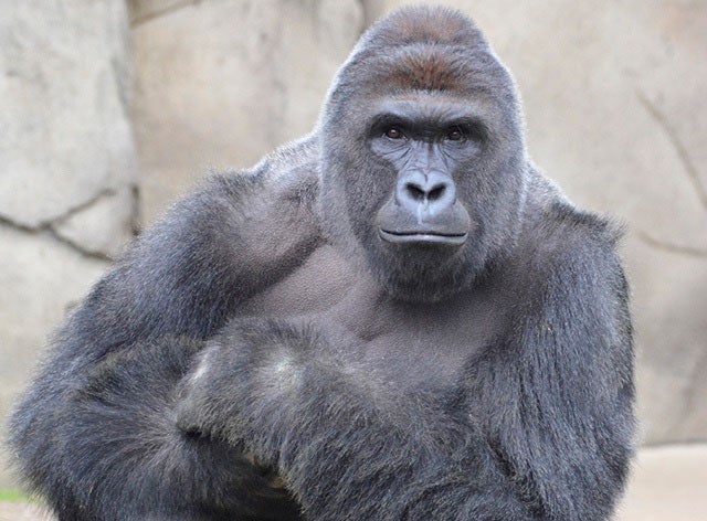 Here's How Celebrities Reacted to the Gorilla Shooting at the Cincinnati Zoo

 
