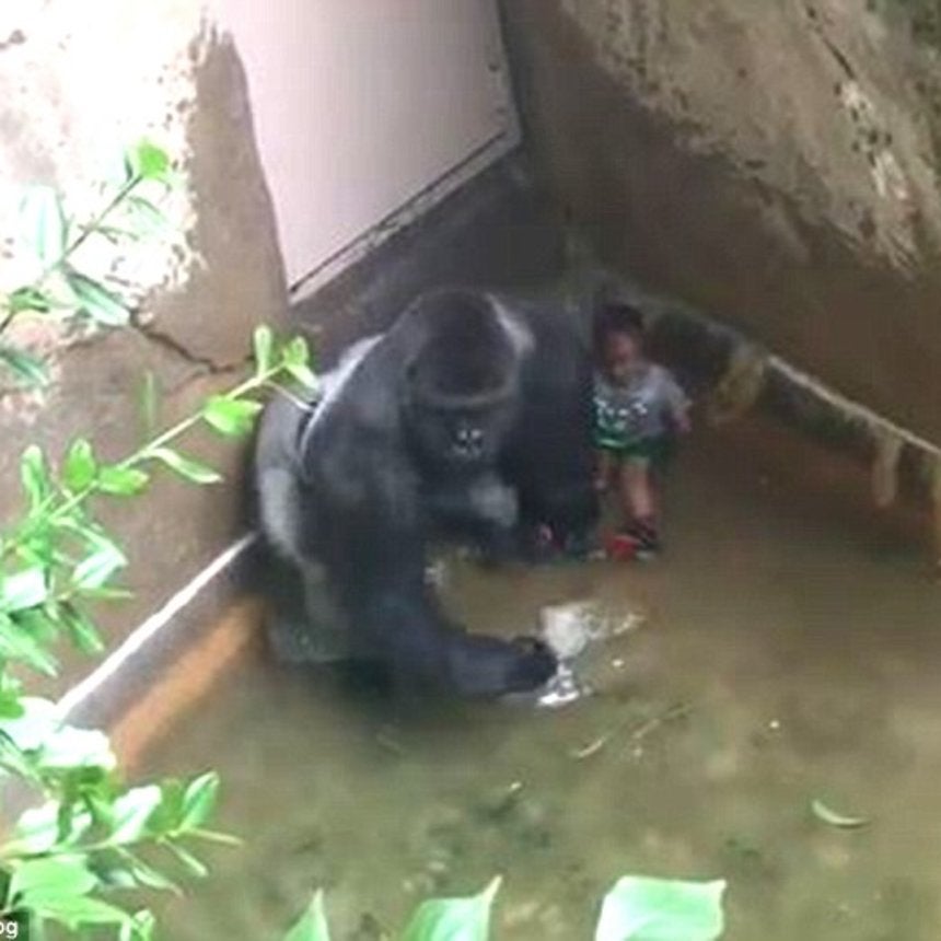 Why Are People More Concerned About A Rare Gorilla Than a Black Child?
