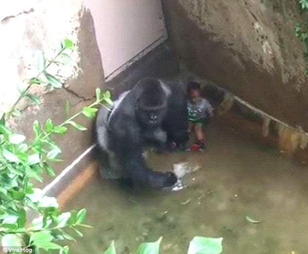 Why Are People More Concerned About A Rare Gorilla Than a Black Child?