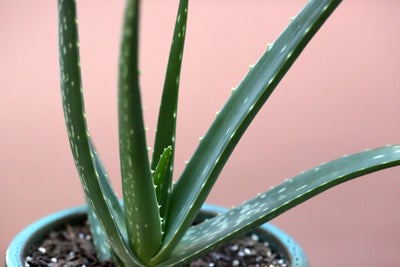 Can Aloe Vera Help Clear Your Breakouts? 
