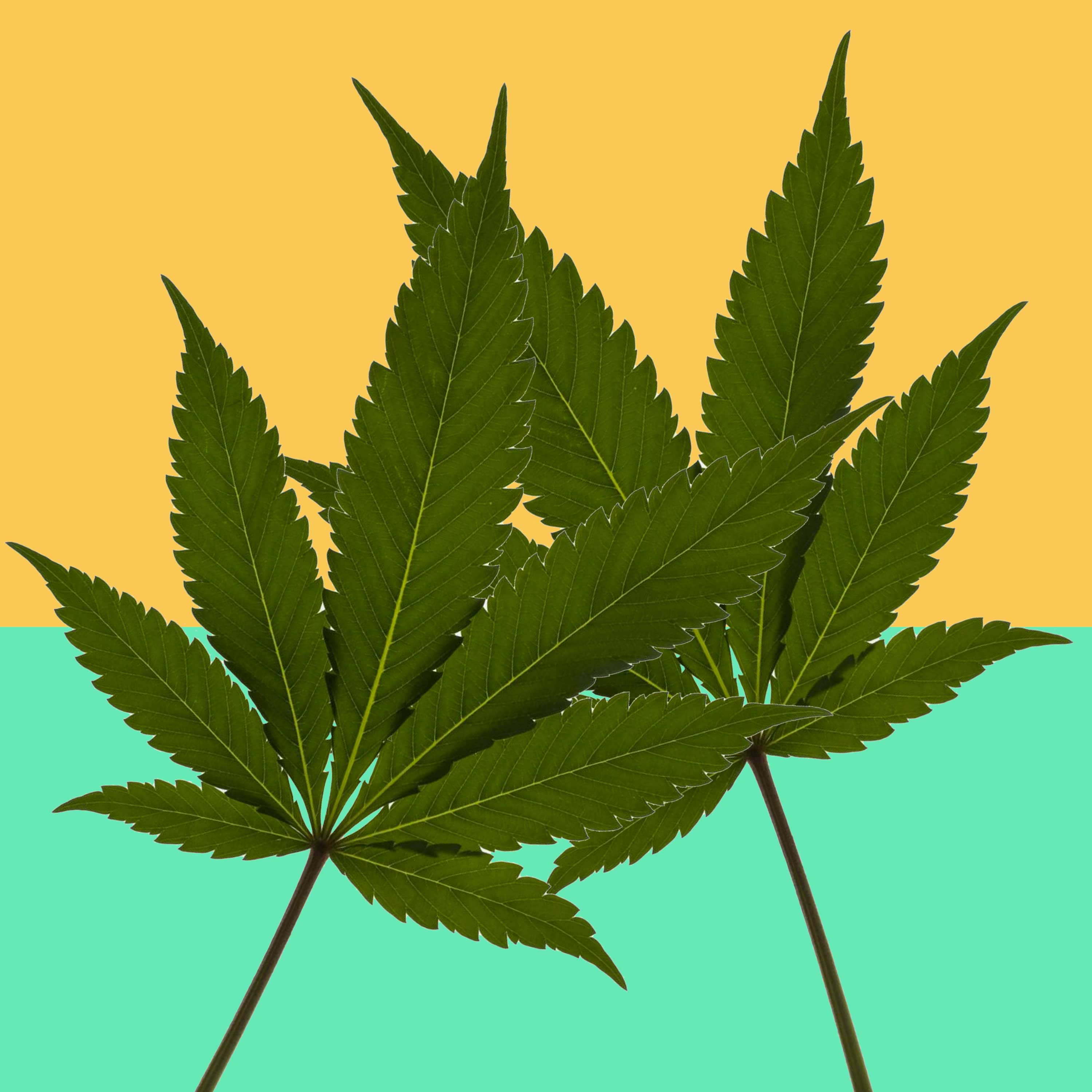 Atlanta City Council Votes to Decriminalize Marijuana
