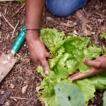 Gardening While Black: 3 White Women Accuse Black Man of Stalking, Being A Pedophile