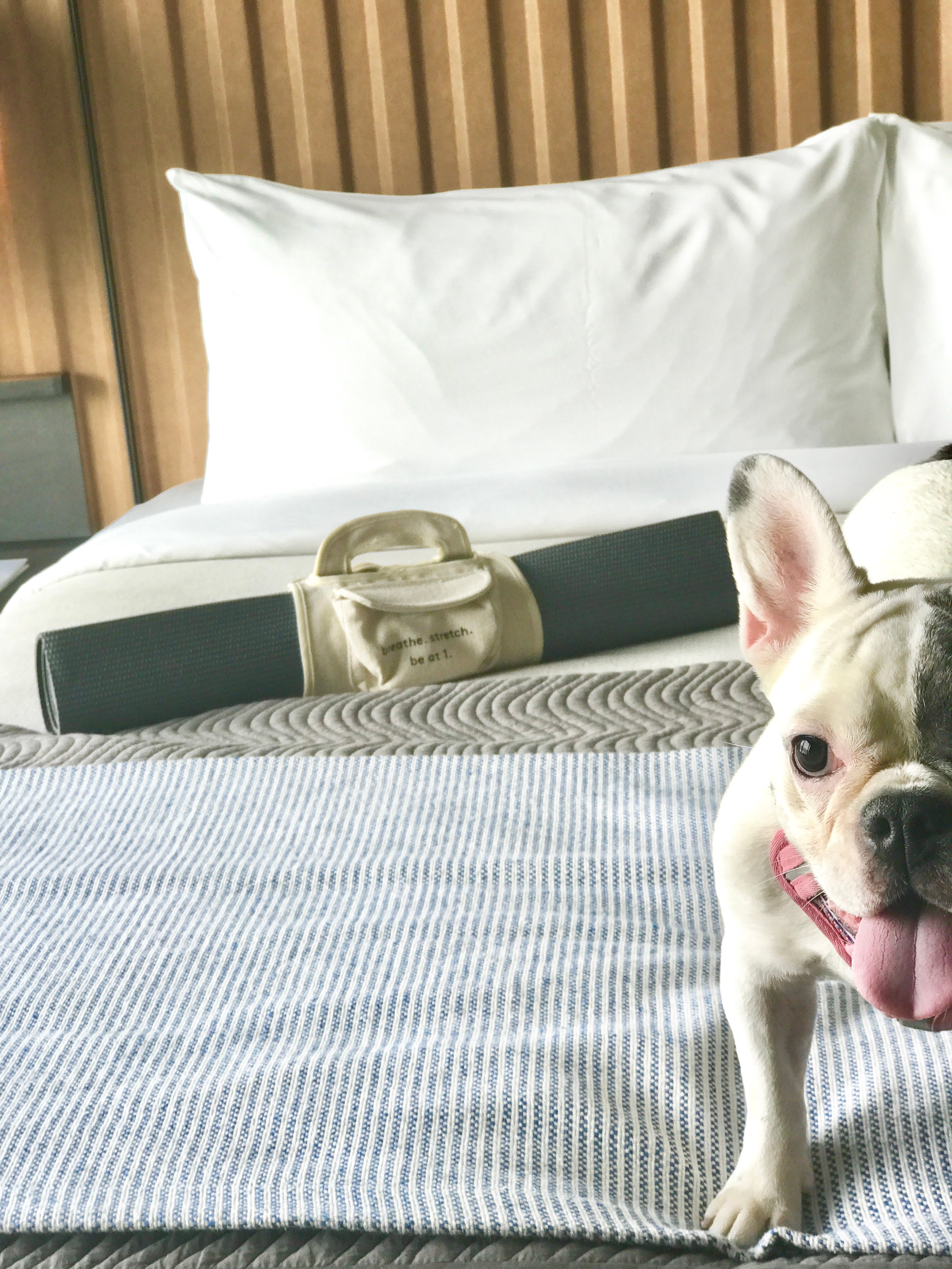 The Good Life: These 5 Getaways Are Perfect For Your Globe-Trotting Pooch