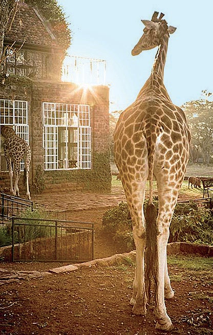 #MoAnaManifesto: The Wonder of Escapism