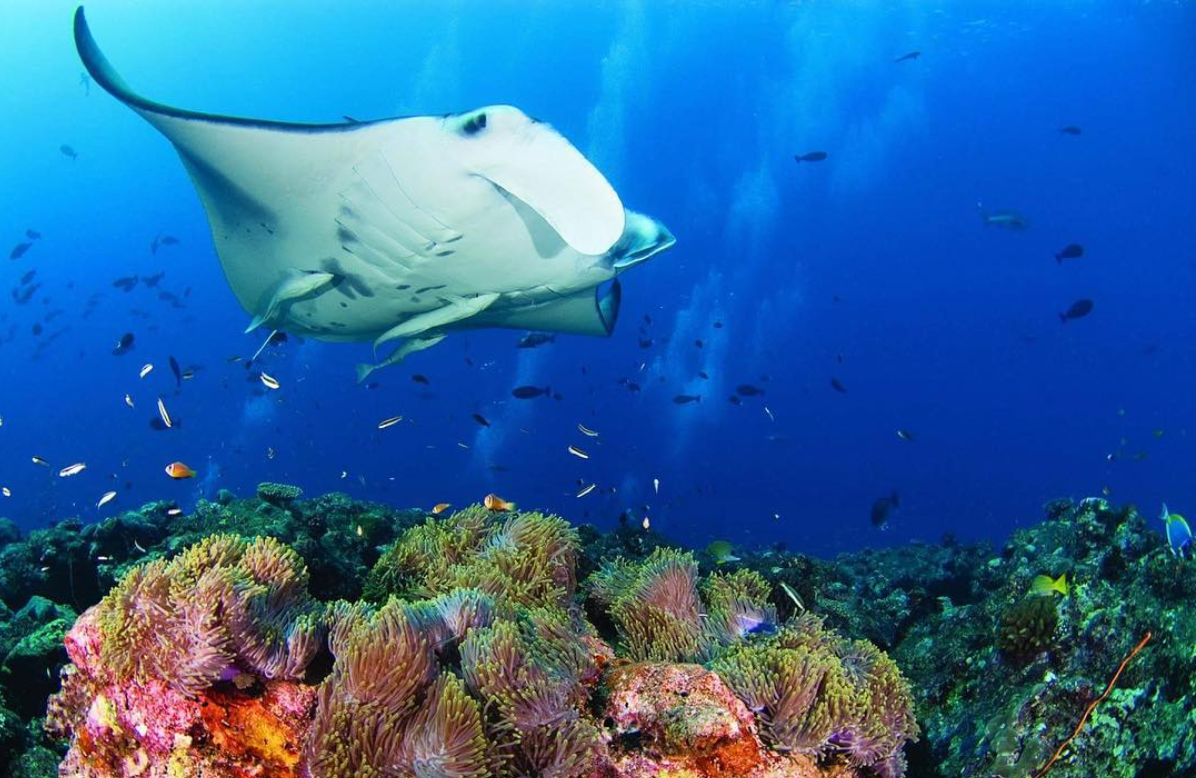 Black Travel Vibes: This is How You Take a Solo Trip to the Maldives