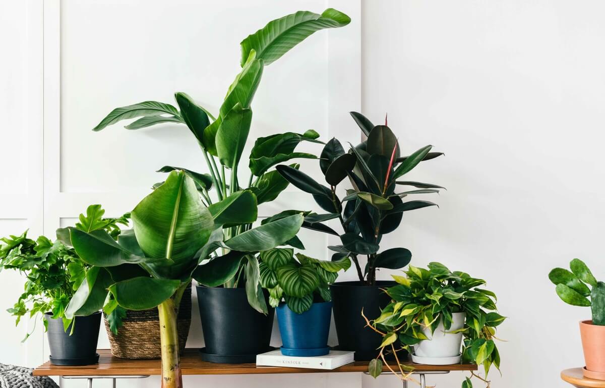 Brighten Up Your Home This Winter With These Indoor Plants