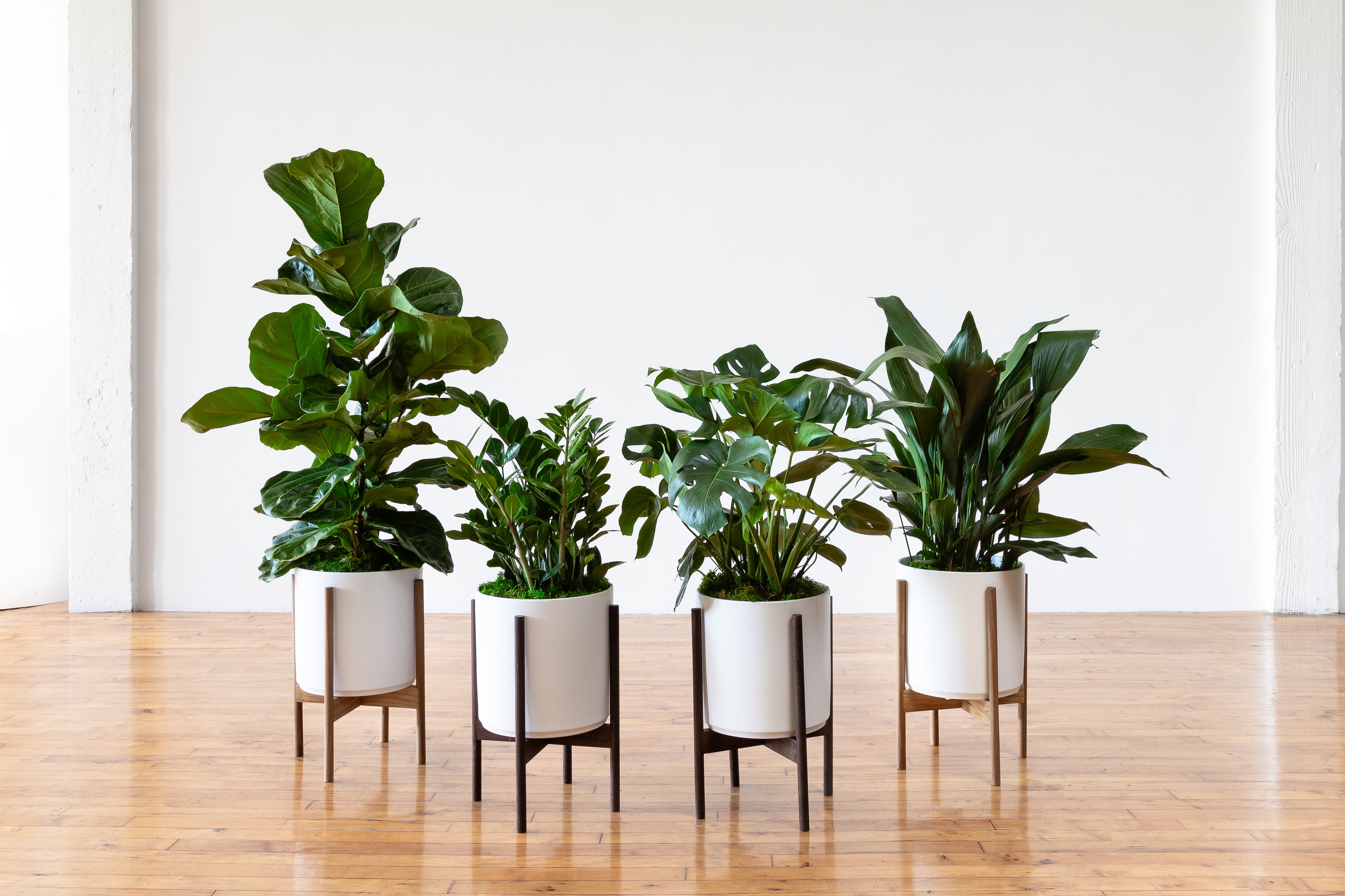 Brighten Up Your Home This Winter With These Indoor Plants