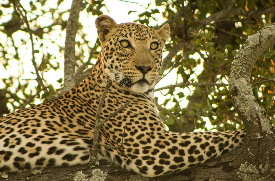 Tanya Sam Walks On The Wild Side In South Africa