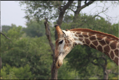 ‘Real Housewives Of Atlanta’ Star Tanya Sam Served Looks On Her African Safari Trip