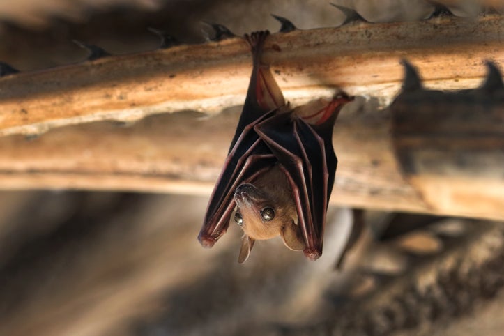 No, Senator Cornyn, Bats Are Not To Blame For COVID-19. That’s On Humans