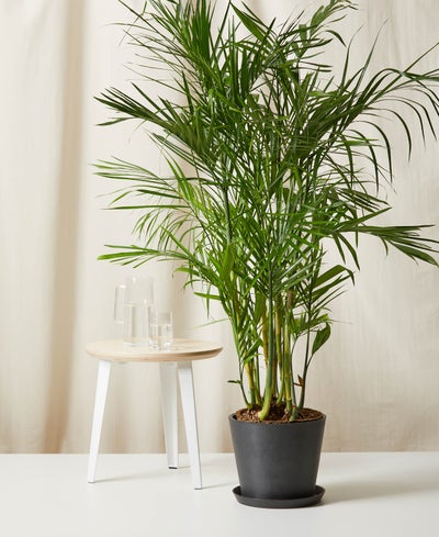 11 Things To Know Before Buying Your First Houseplant Baby