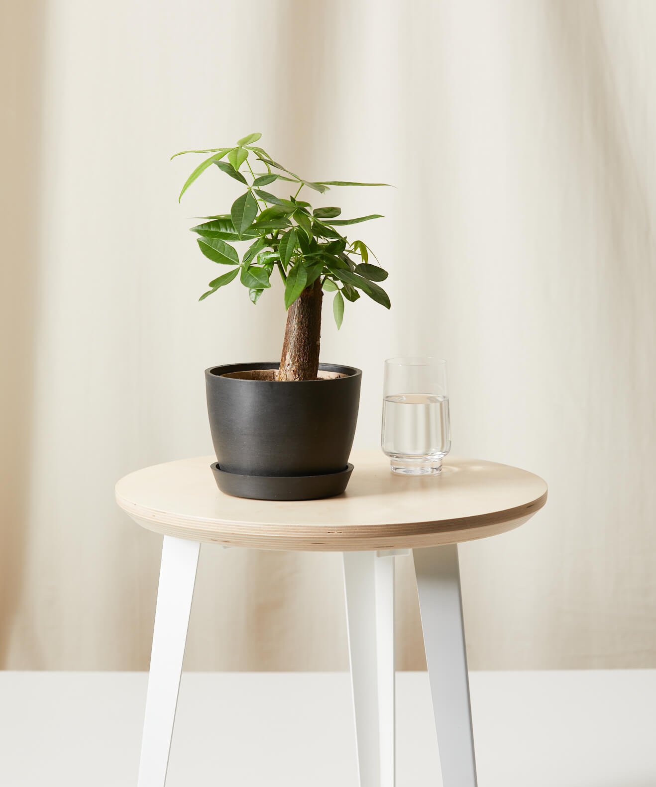 So You Want To Be A Plant Mom: 11 Things To Know Before Buying Your First Houseplant Baby