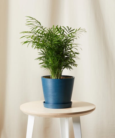11 Things To Know Before Buying Your First Houseplant Baby