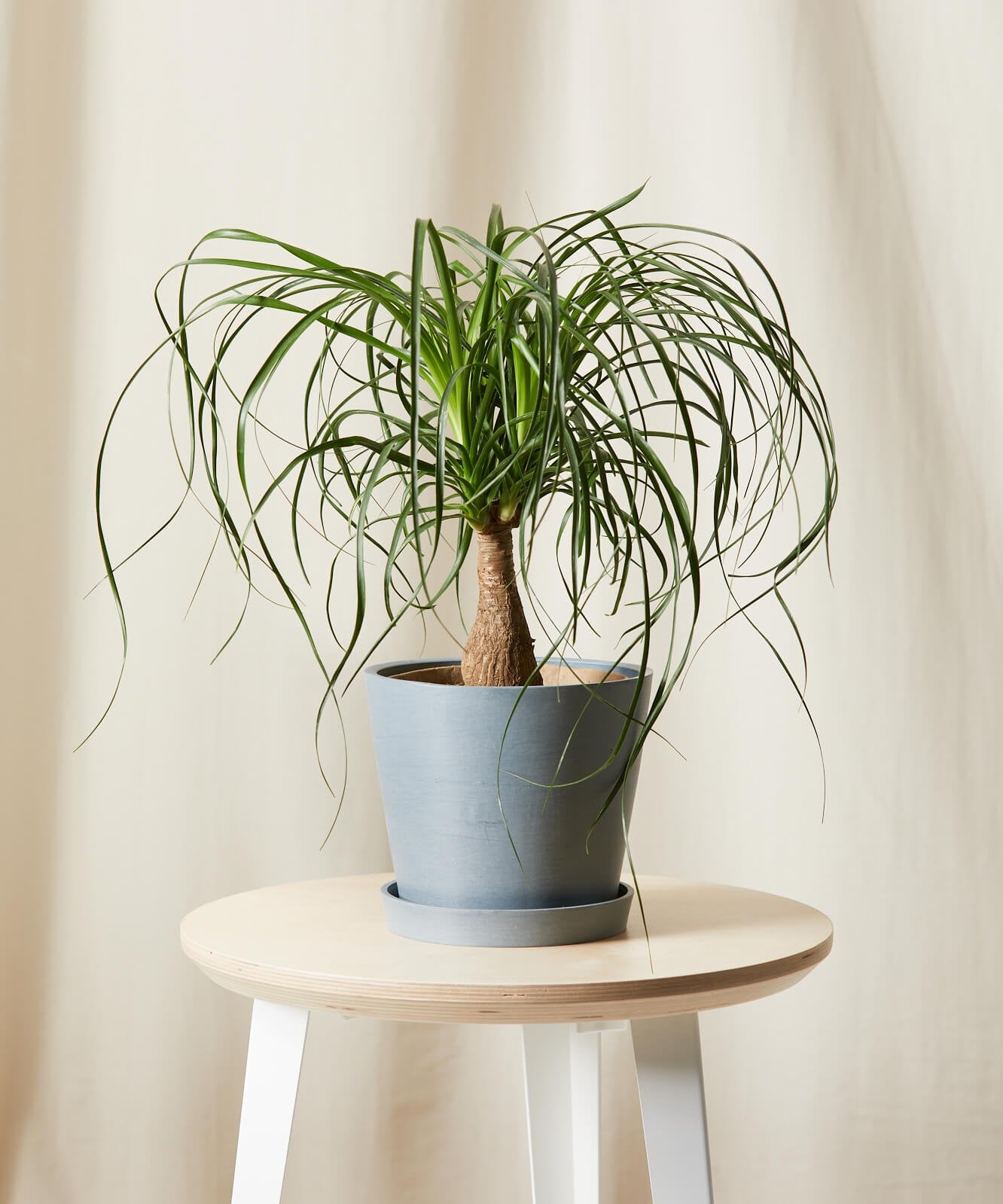 So You Want To Be A Plant Mom: 11 Things To Know Before Buying Your First Houseplant Baby