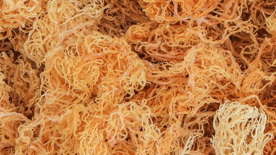 These Are The Health Benefits Of Sea Moss — And A List Of Black Owned Brands