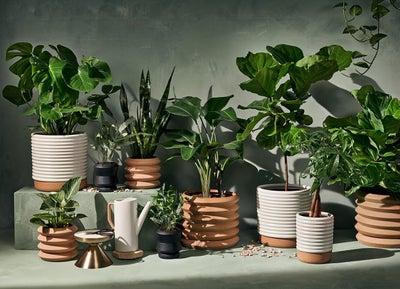 First Look: Plant Enthusiast Hilton Carter’s New Target Designer Collection Will Make Your Spring