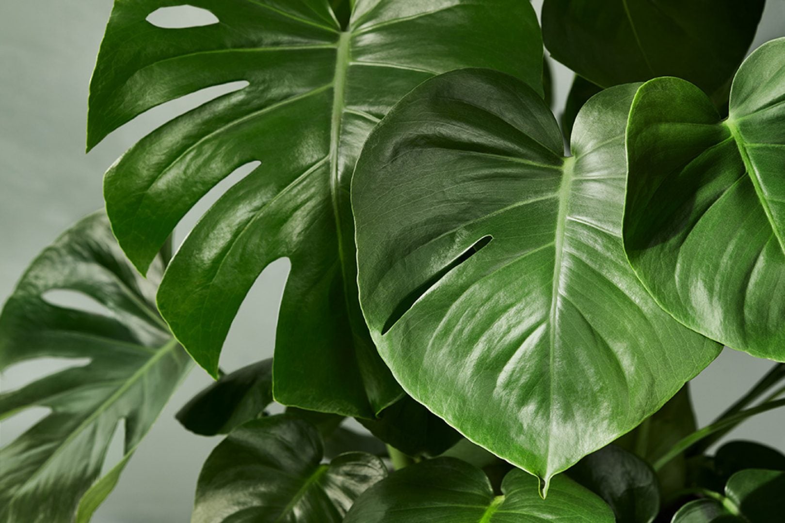 First Look: Plant Enthusiast Hilton Carter's New Target Designer Collection Will Make Your Spring