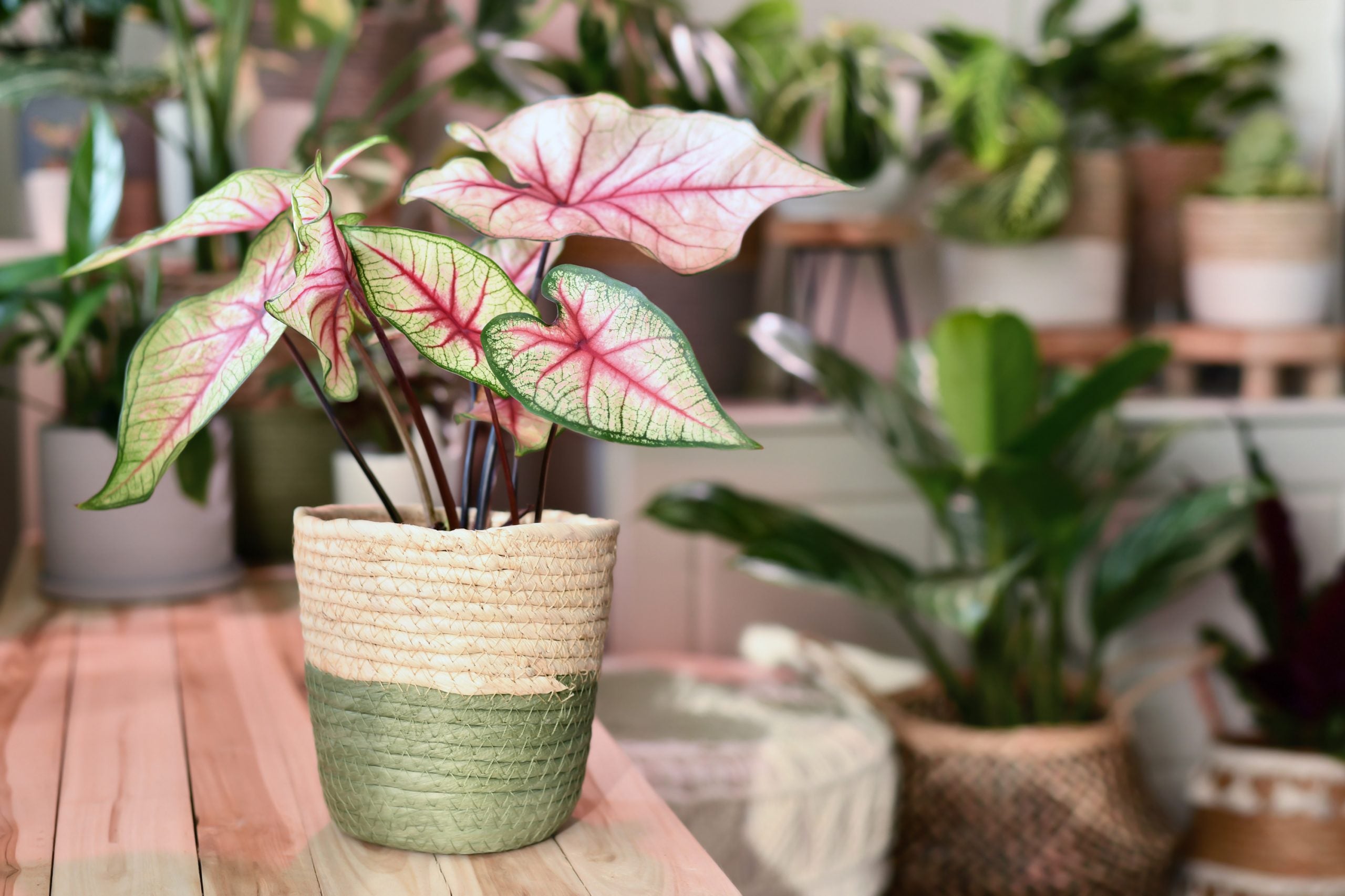Pretty In Pink Houseplants To Add To Your Collection