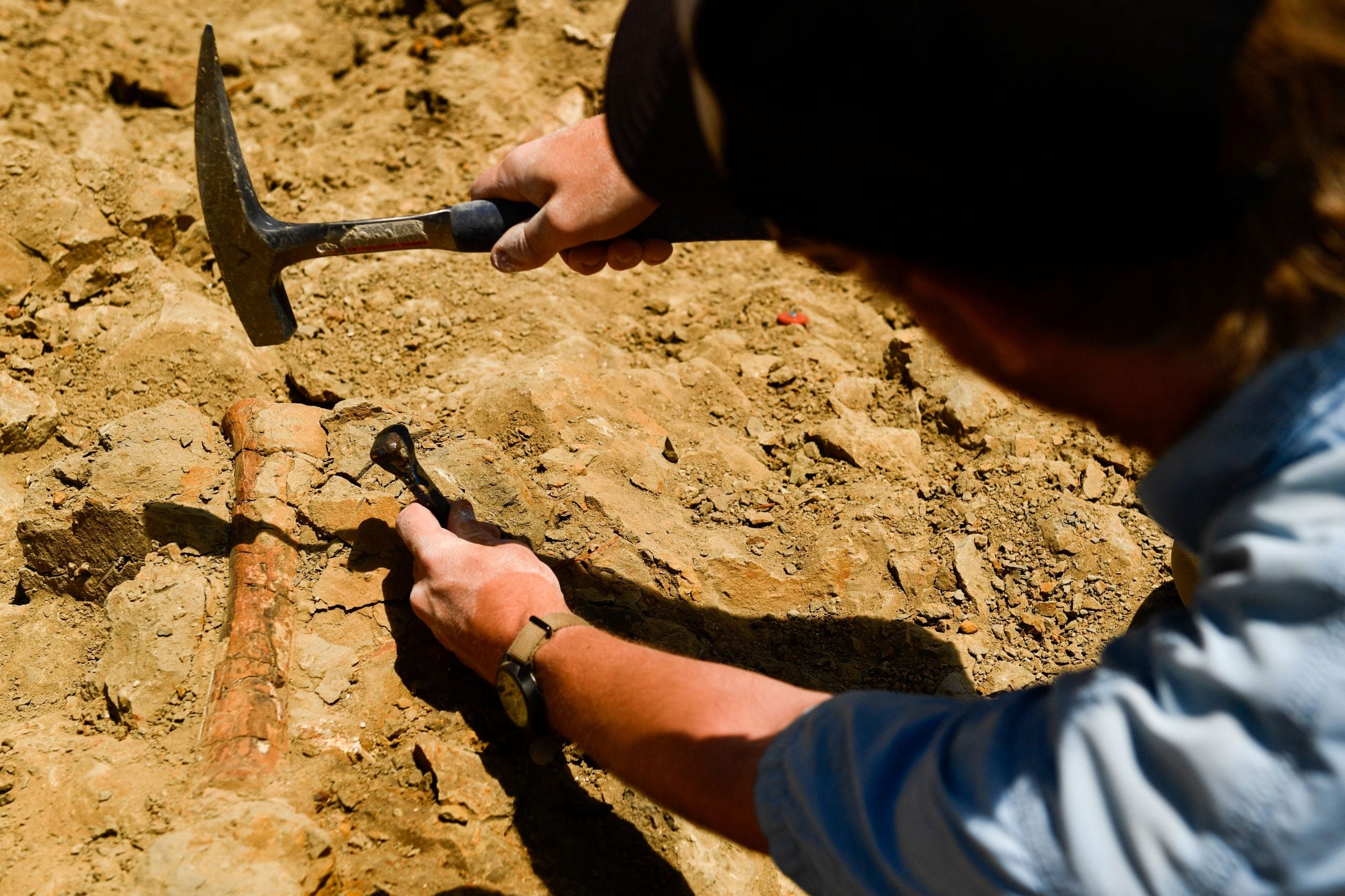 Africa’s Oldest Dinosaur Skeleton Discovered In Zimbabwe