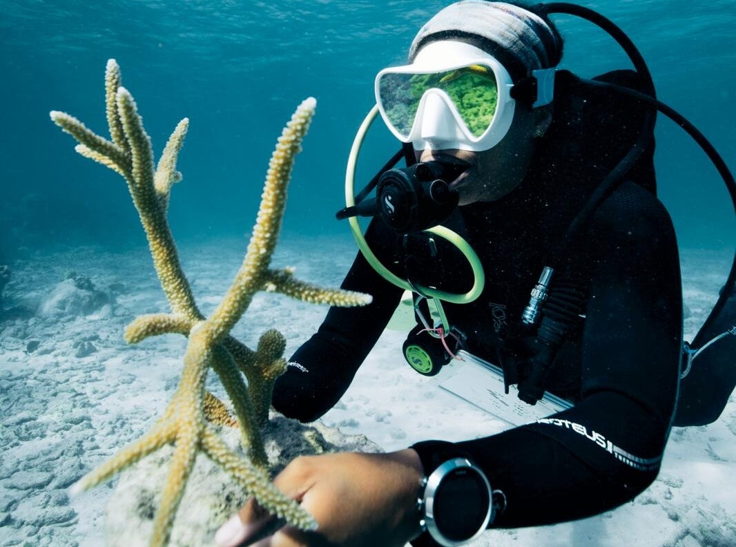 The Real Little Mermaid: This Black Woman Is Diving To Preserve Coral Reefs — And Black History