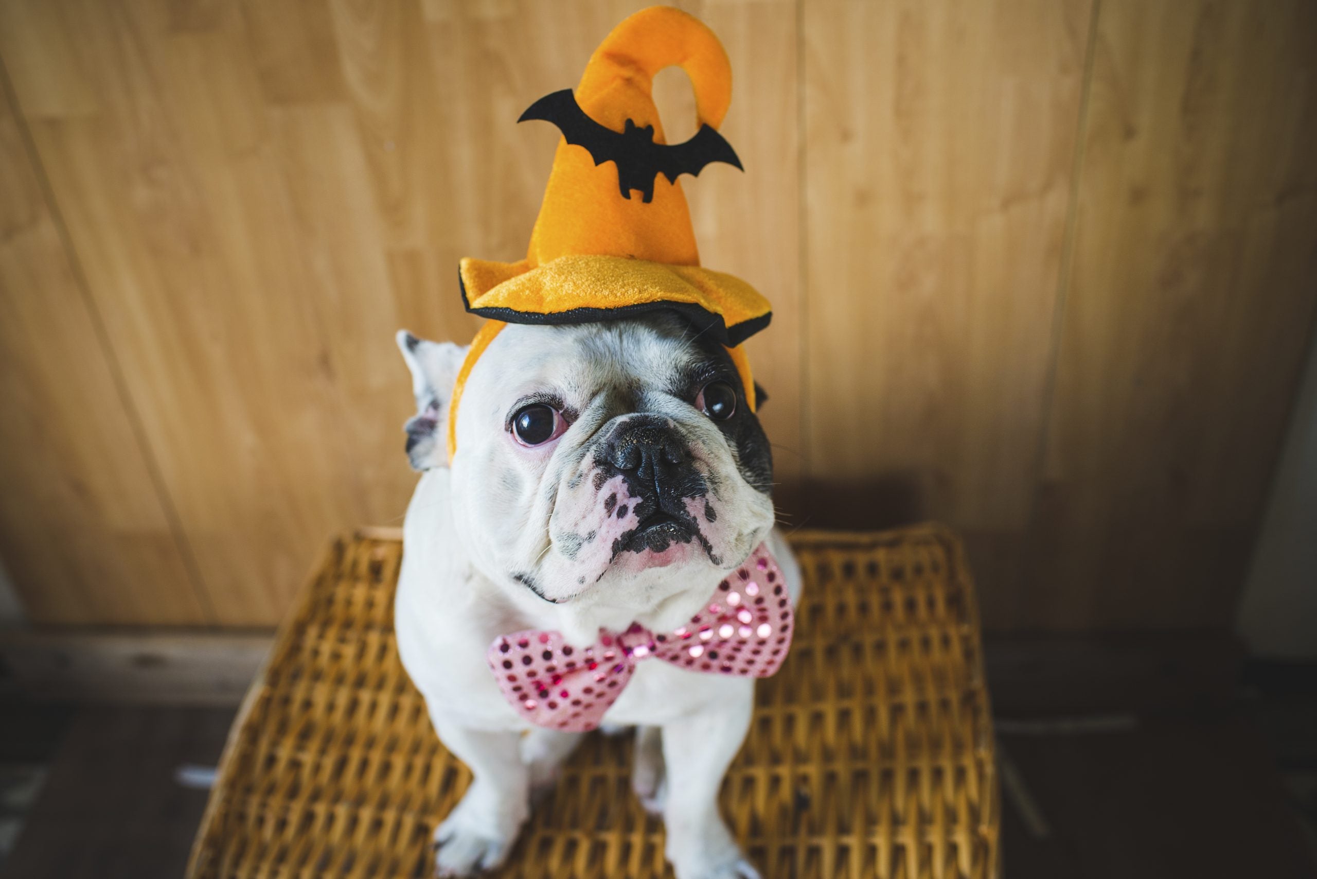 The Best Pet Costumes For Halloween 2023