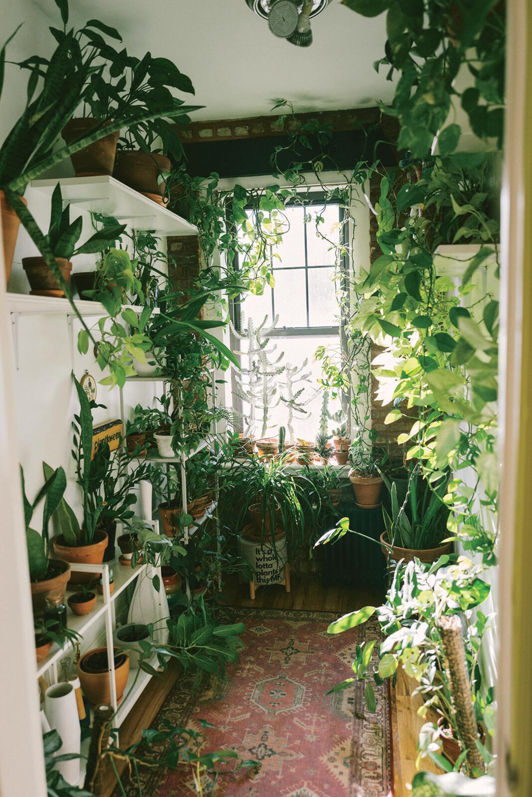 Sacred Spaces: Plant Expert Christopher Griffin’s Brooklyn Apartment Is A Botanical Garden