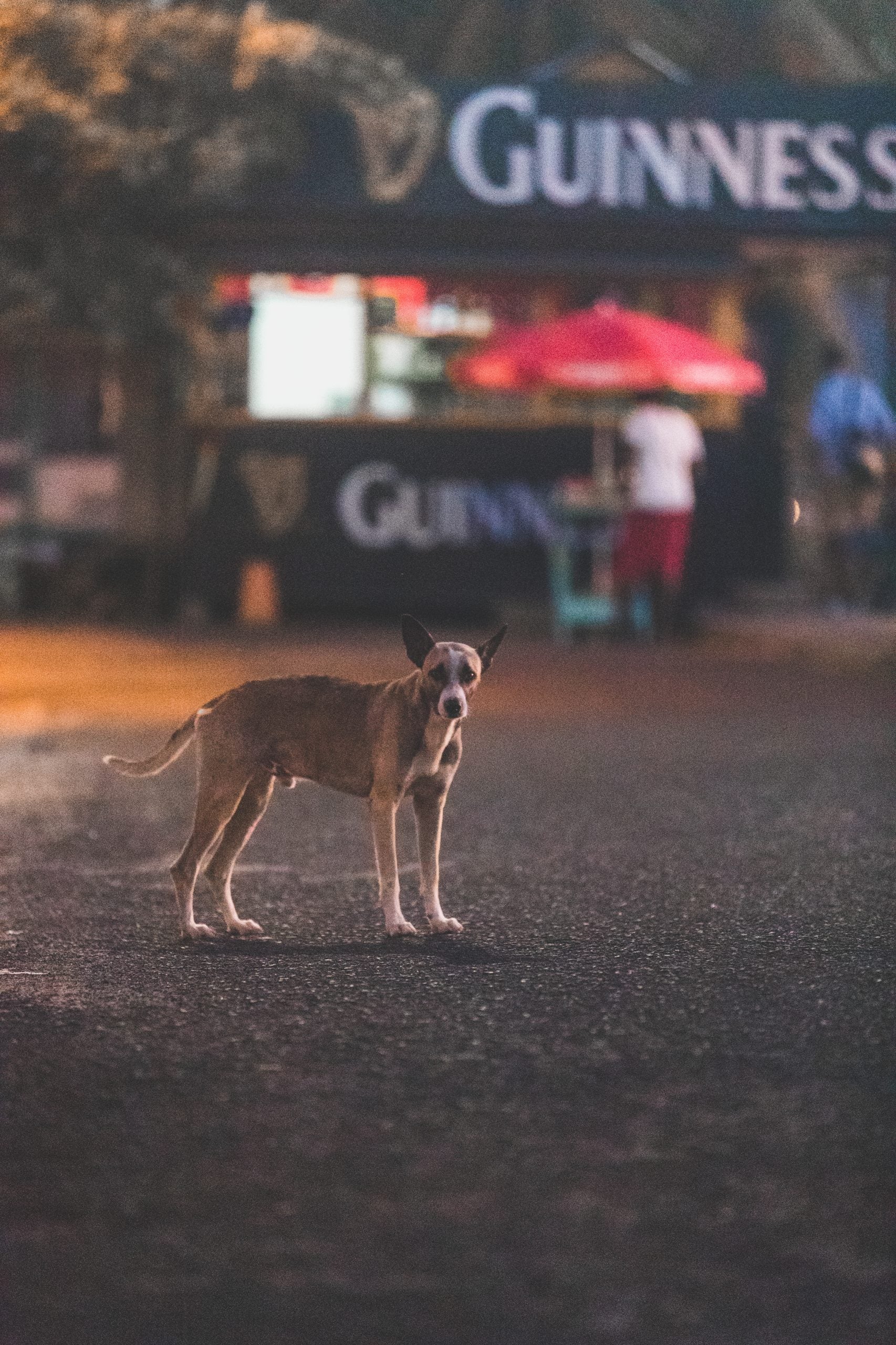 Gros Islet: The Saint Lucia Street Party That’s Been Going For 50 Years